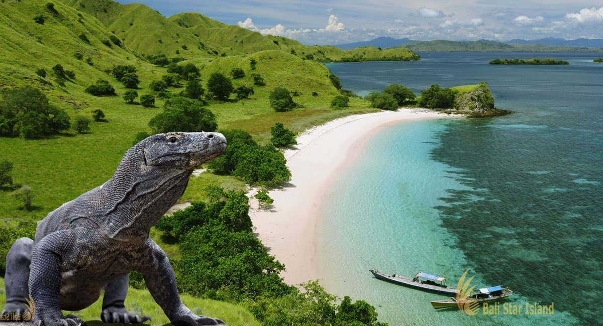 Komodo