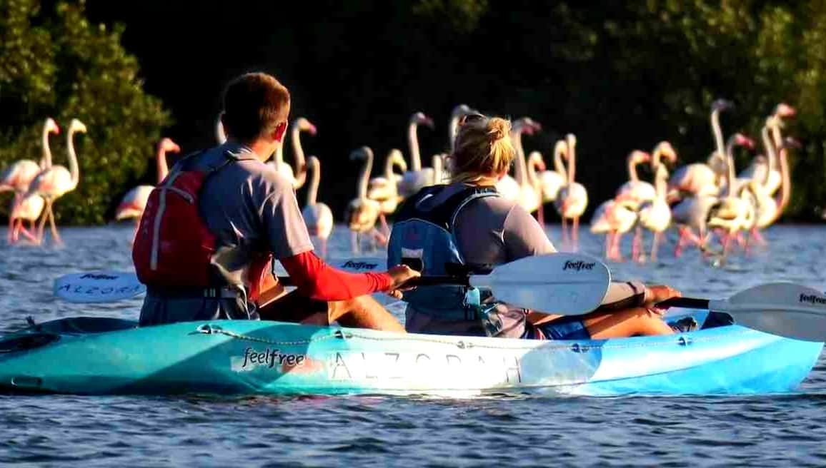 Mangrove Kayaking Ajman