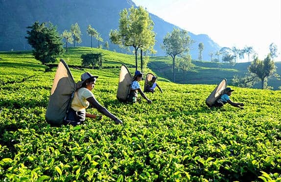 Tea Estate